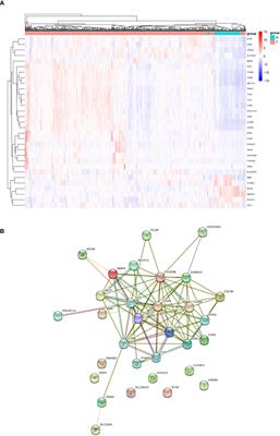 Prognostic value of neutrophil extracellular trap signature in clear cell renal cell carcinoma